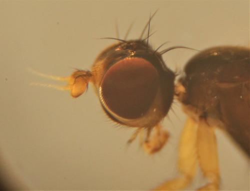 Tetanura pallidiventris